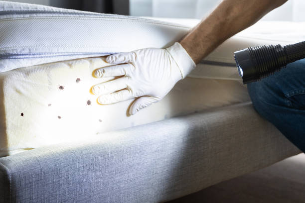 Best Pest Control for Homes  in Chandler, AZ